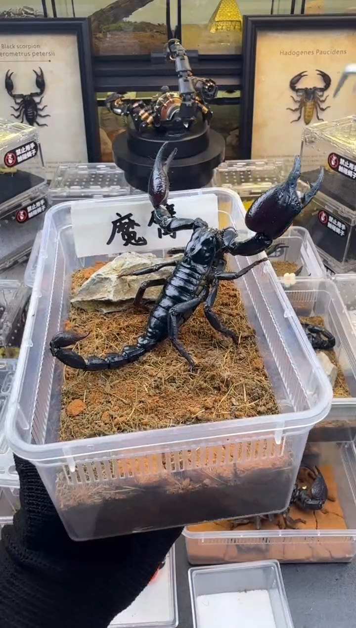 雨林蝎林神异距蝎