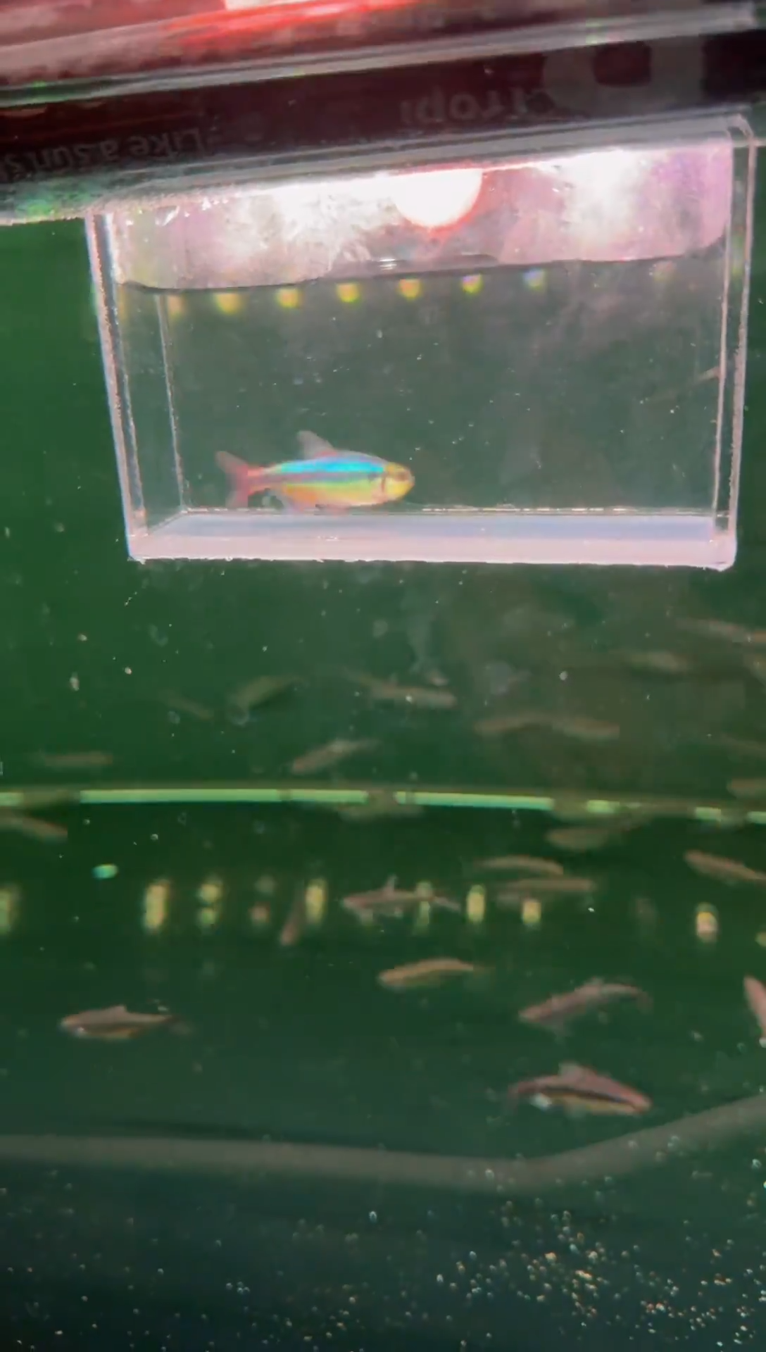 灯科鱼幻彩青魔鬼*1