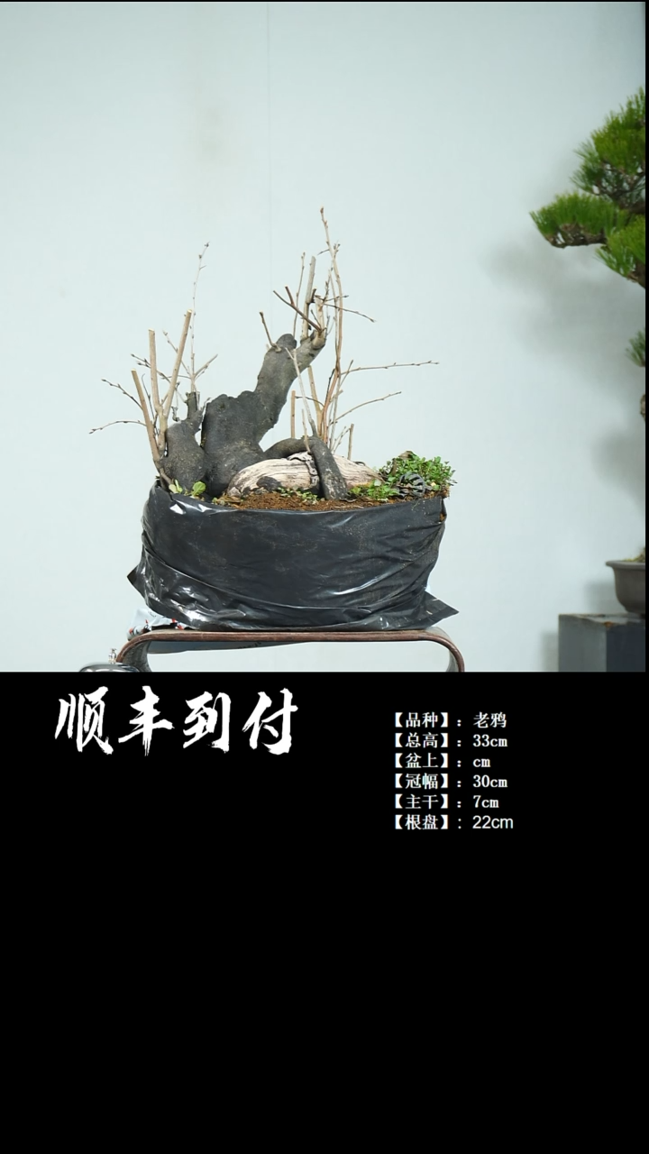 【闪购商品】1v135老鸦bubaoyou