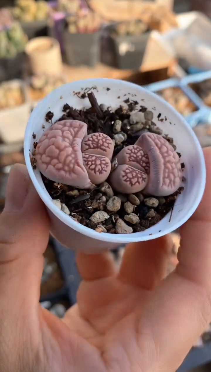 【闪购商品】7983直播一物一拍