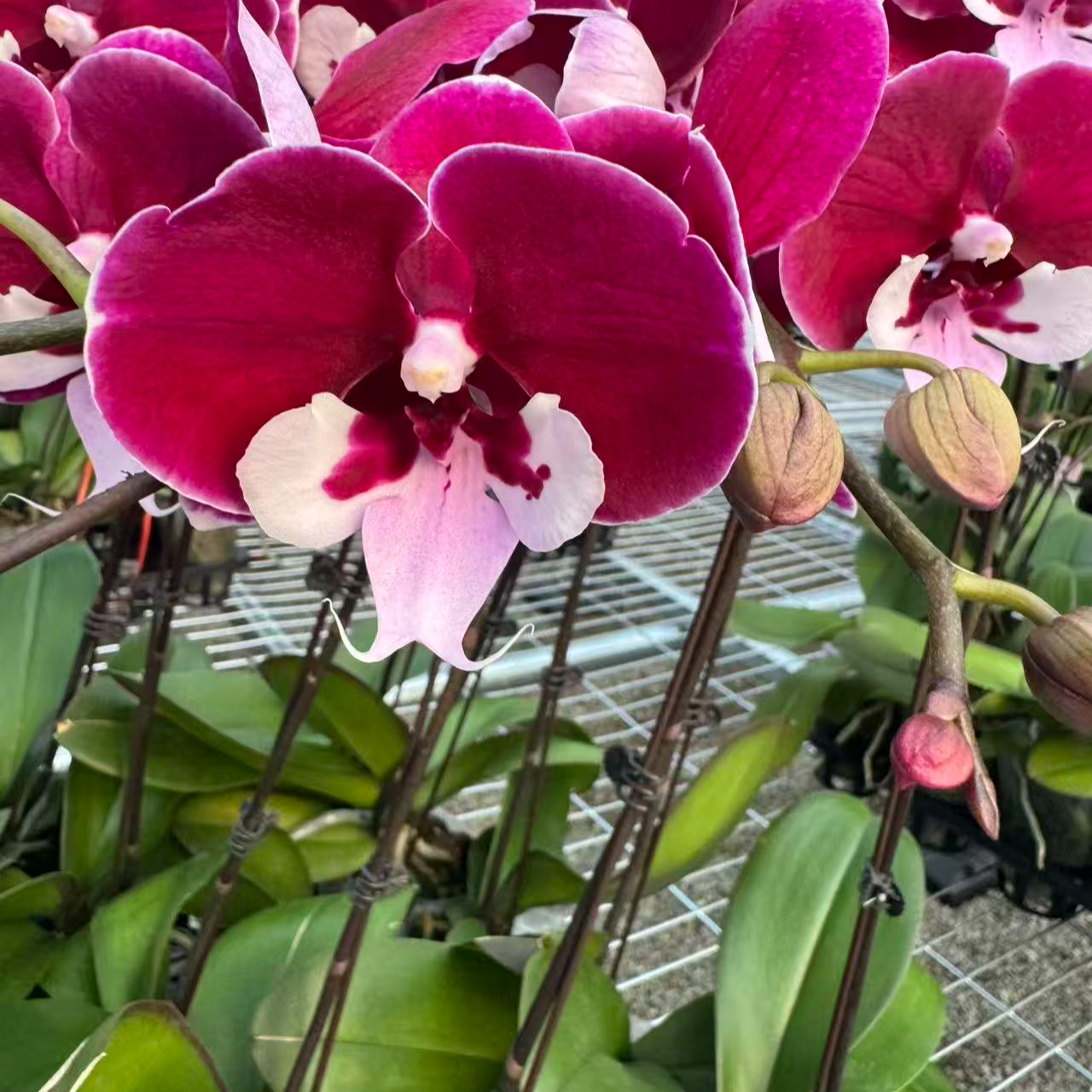 兰屿LYSLAND【宾利】蝴蝶兰鲜花盆栽