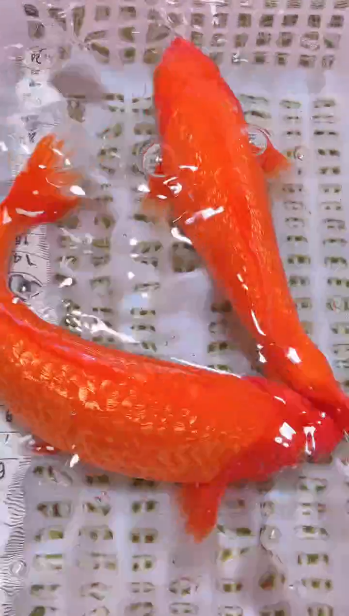 锦鲤冷水观赏鱼全场包邮66