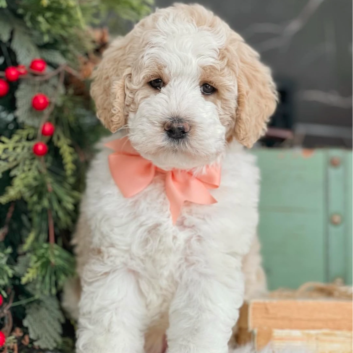 《露露花贵宾》 马尔泰可卡布花贵宾巨贵狗狗活体链接 