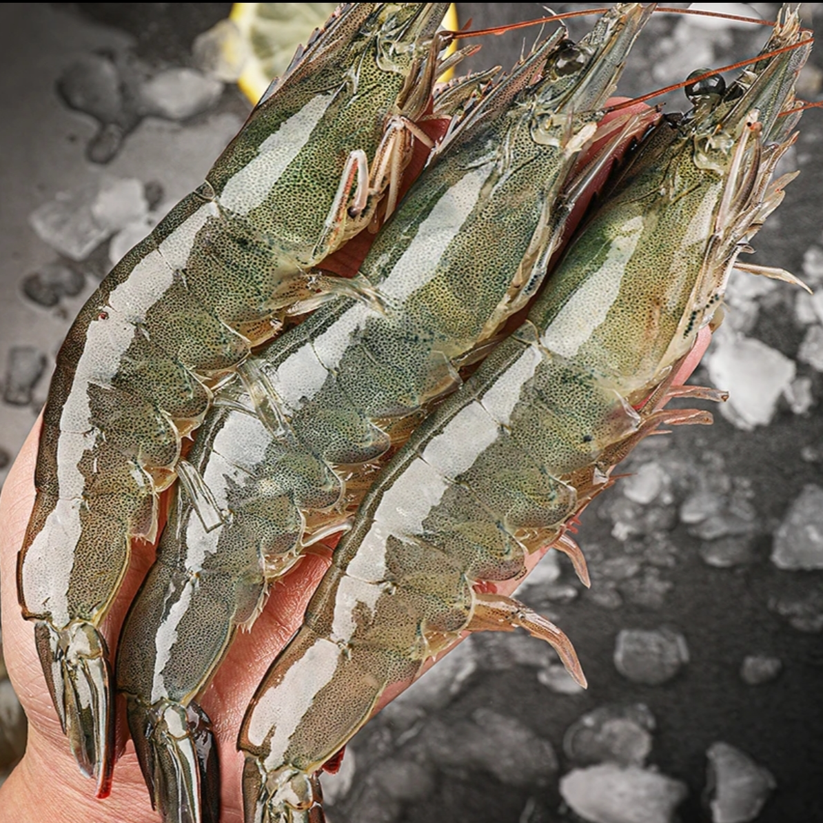 【海洋大虾】海水大虾 2000g/盒 单只15cm左右 含薄碎冰锁鲜 共50~60只海虾12/24【月月】【带冰4斤净含量1000g】