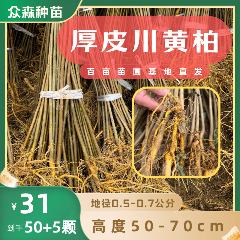 高度50-70cm，地径0.5-0.7厚皮川黄柏苗