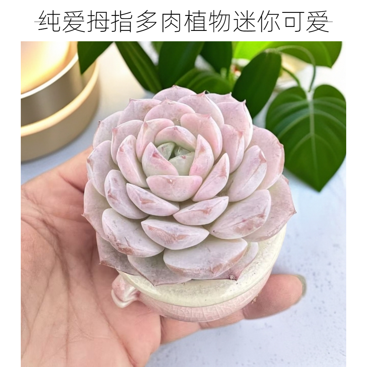 纯爱拇指多肉植物带陶瓷盆种好发货拇指迷你小肉肉