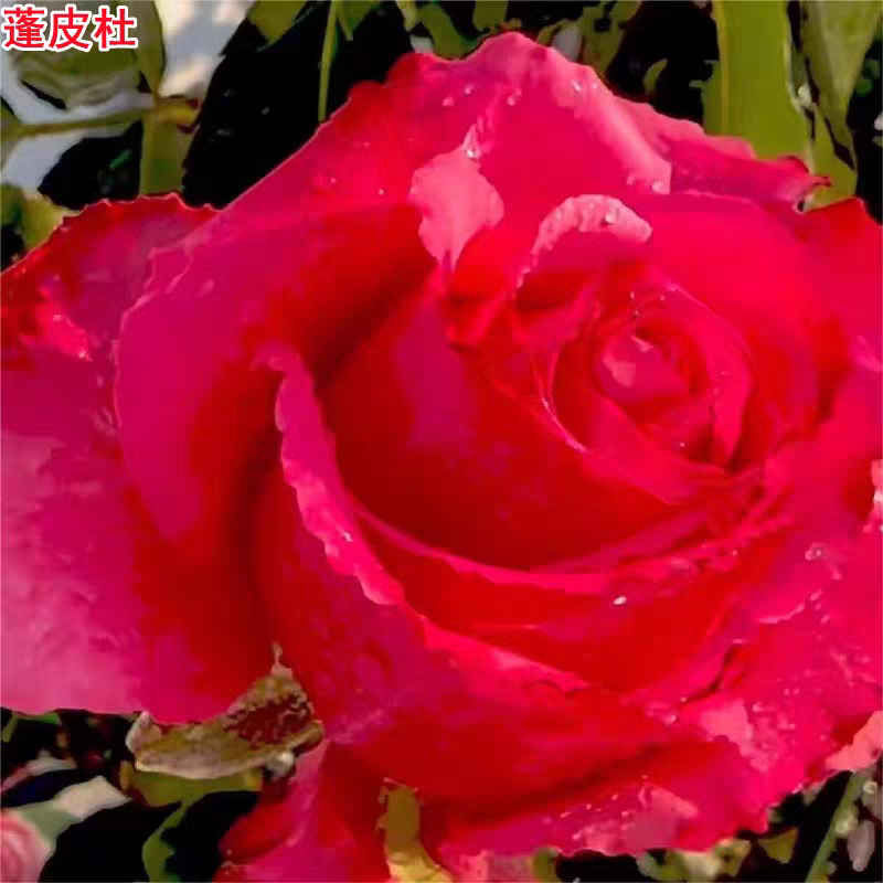 超新品蓬皮杜月季苗灌木大花切花玫瑰庭院阳台盆栽四季开花
