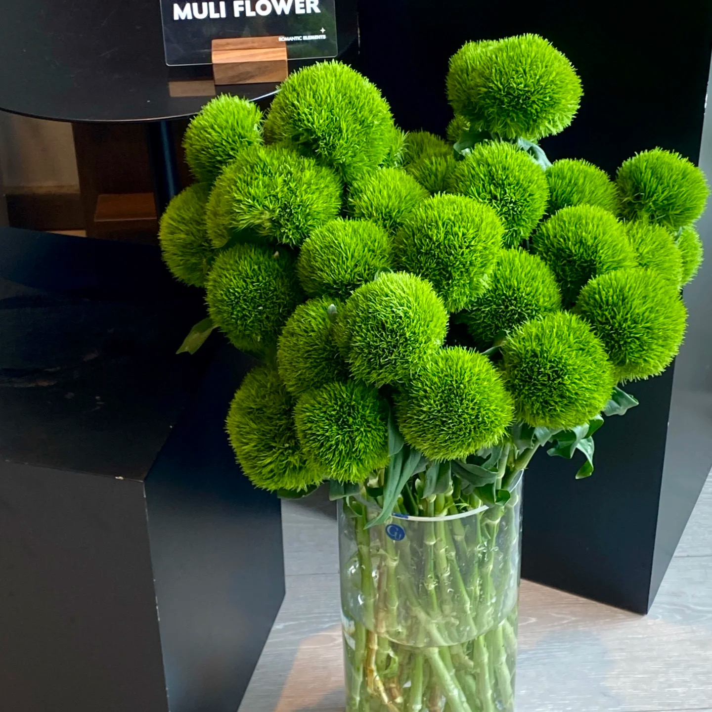 【绿毛球】夏季耐养花期长顺丰包邮山东基地发货