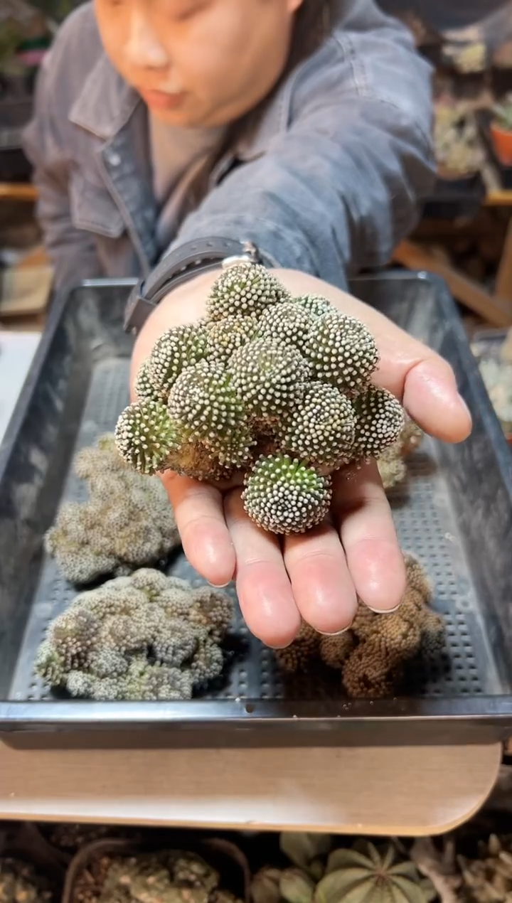 【闪购商品】松针牡丹一代侧无根8公分