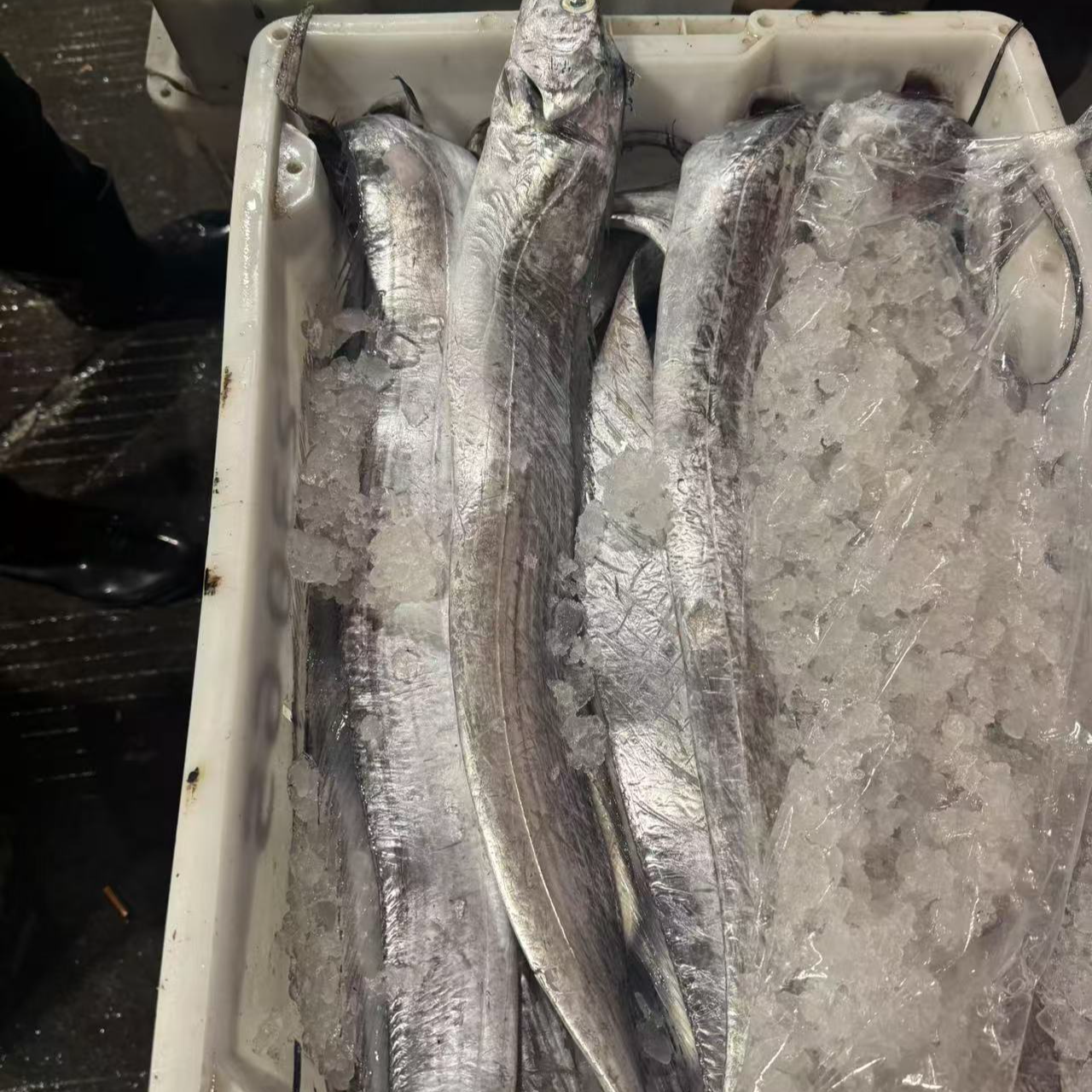 【4斤油带鱼】台州东海油带鱼顺丰冷链包邮（轻微破肚，介意勿拍）