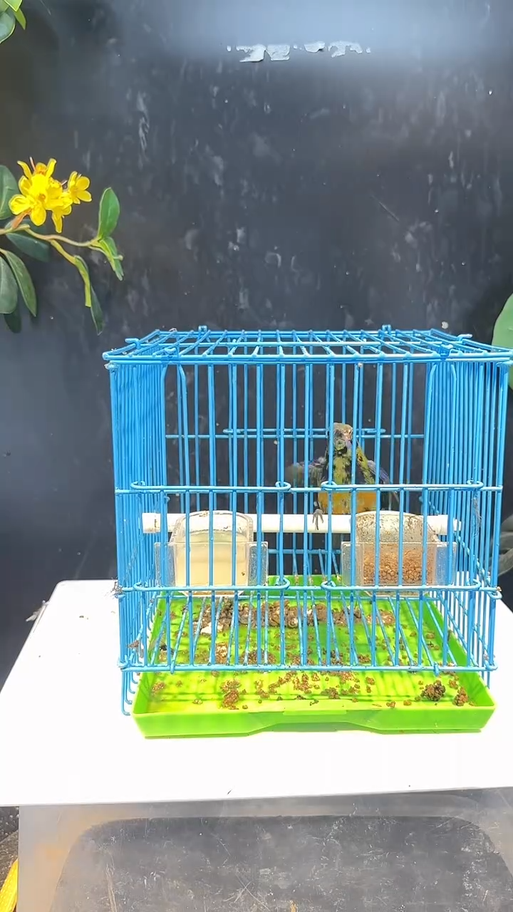 虎皮鹦鹉37号  橙腹原毛 养笼0元起拍