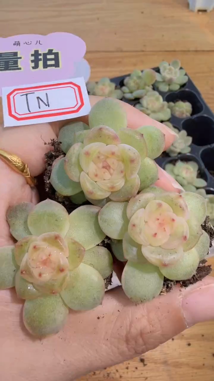 TN单双混 3颗量拍混发 满9.9包邮