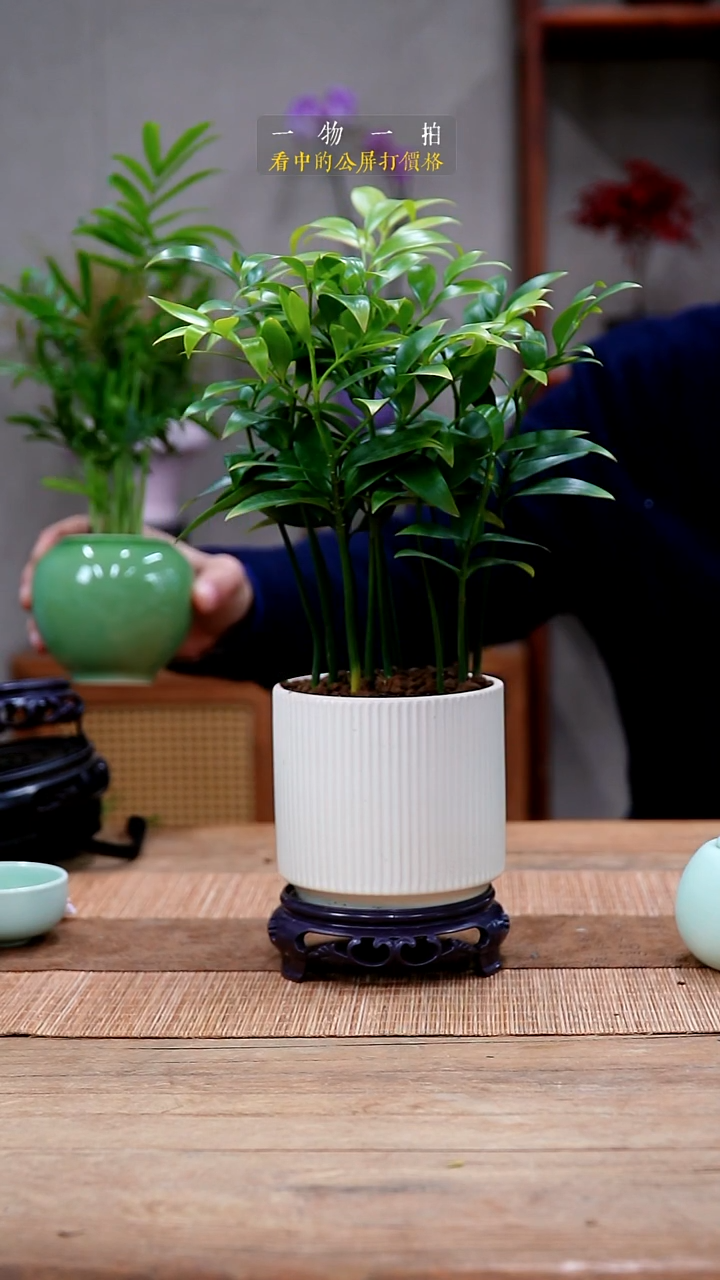 完全开放迎*风竹柏456