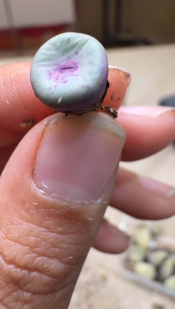 7-435多肉植物肉锥