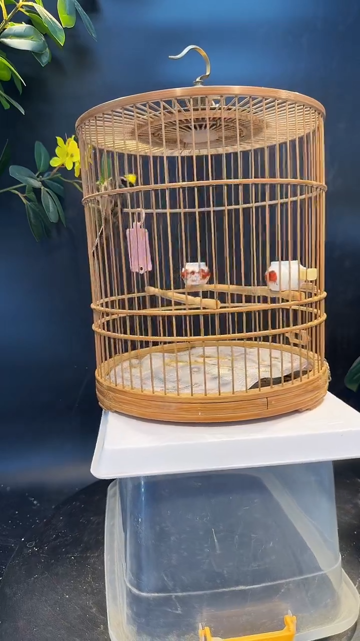 虎头凤养笼0元起拍