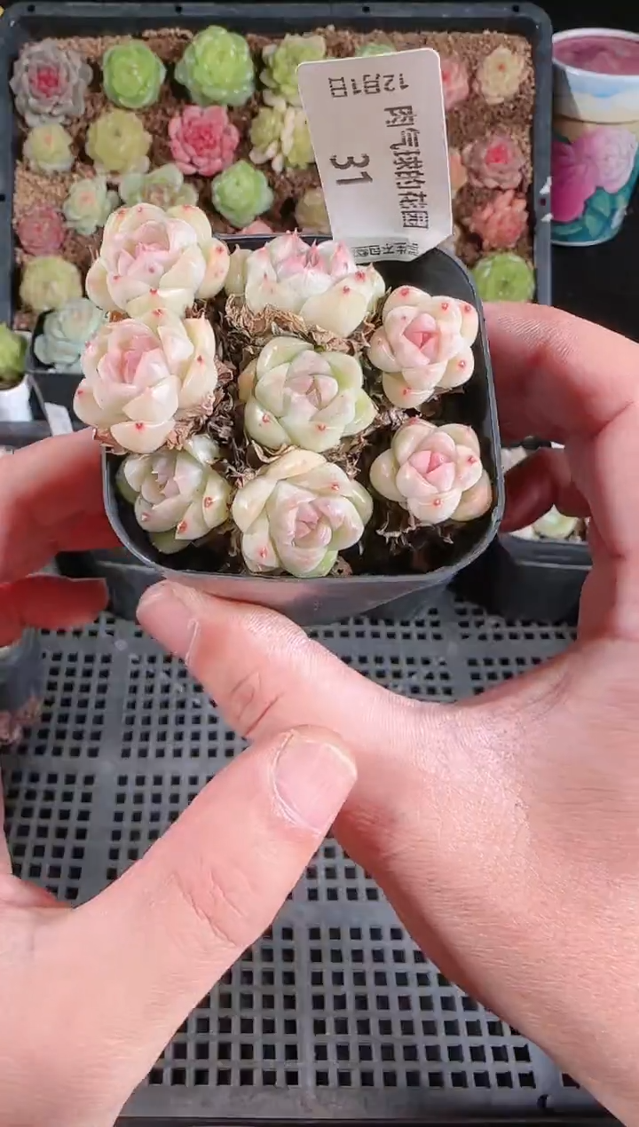  1201-31多肉群生不包整