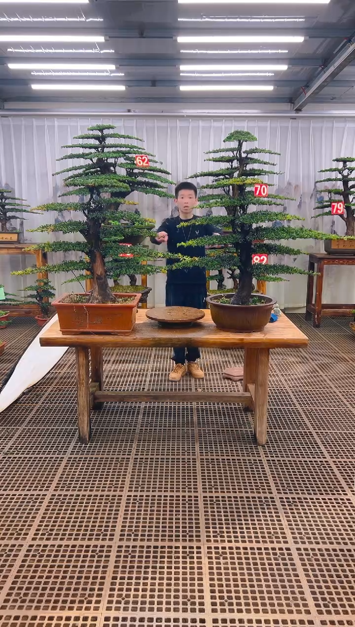无花朵精品盆景直播间一物一拍