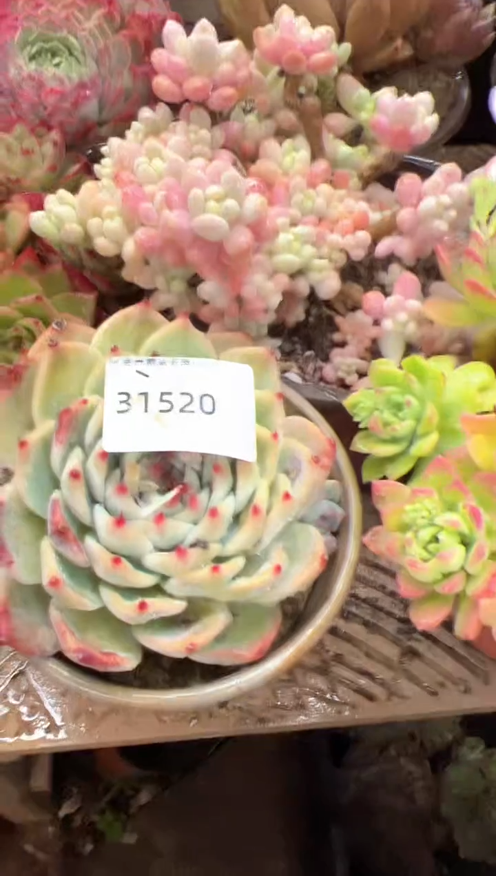 小*福多肉植物一物一拍31520