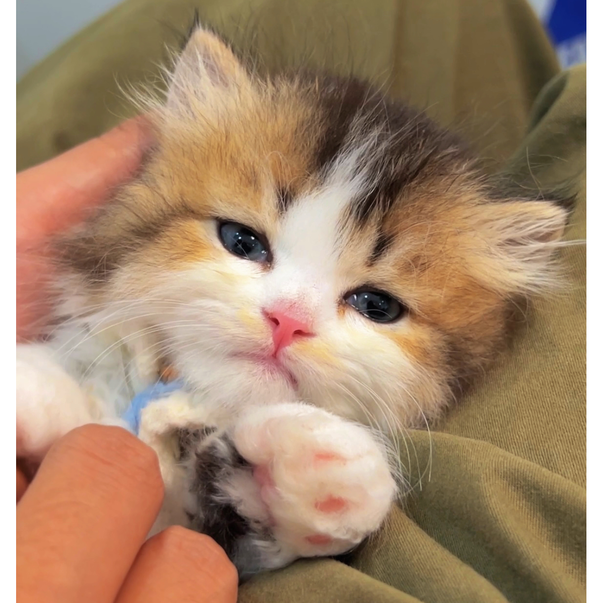 （阿奇猫舍）T猫咪活体