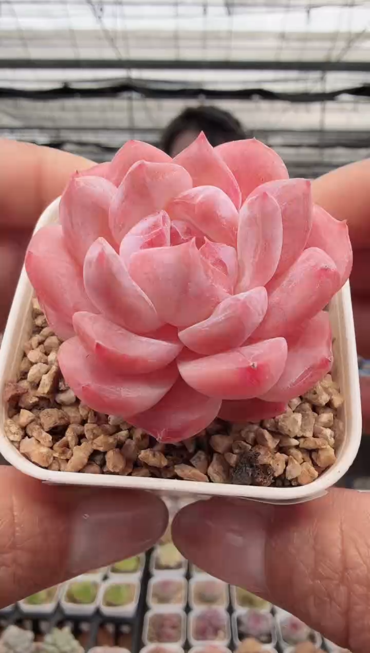 东云多肉园新款-50