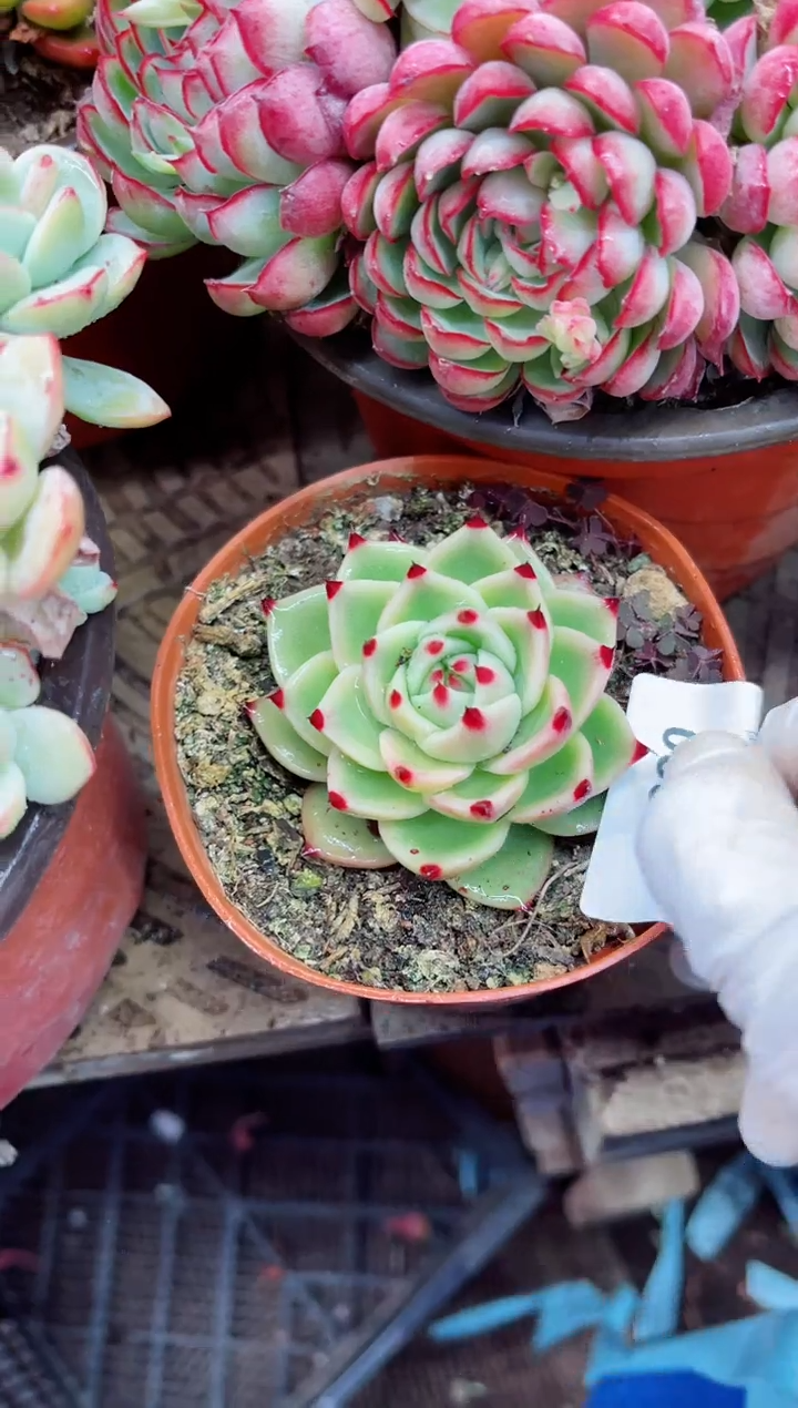 【闪购商品】06097