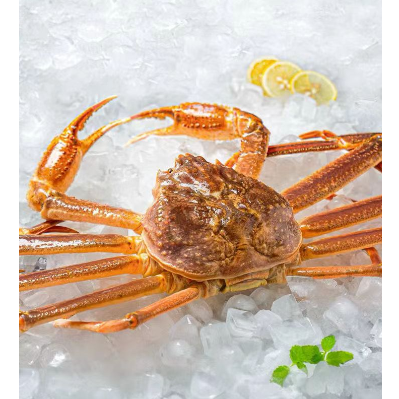 俄罗斯大雪蟹松叶蟹板蟹