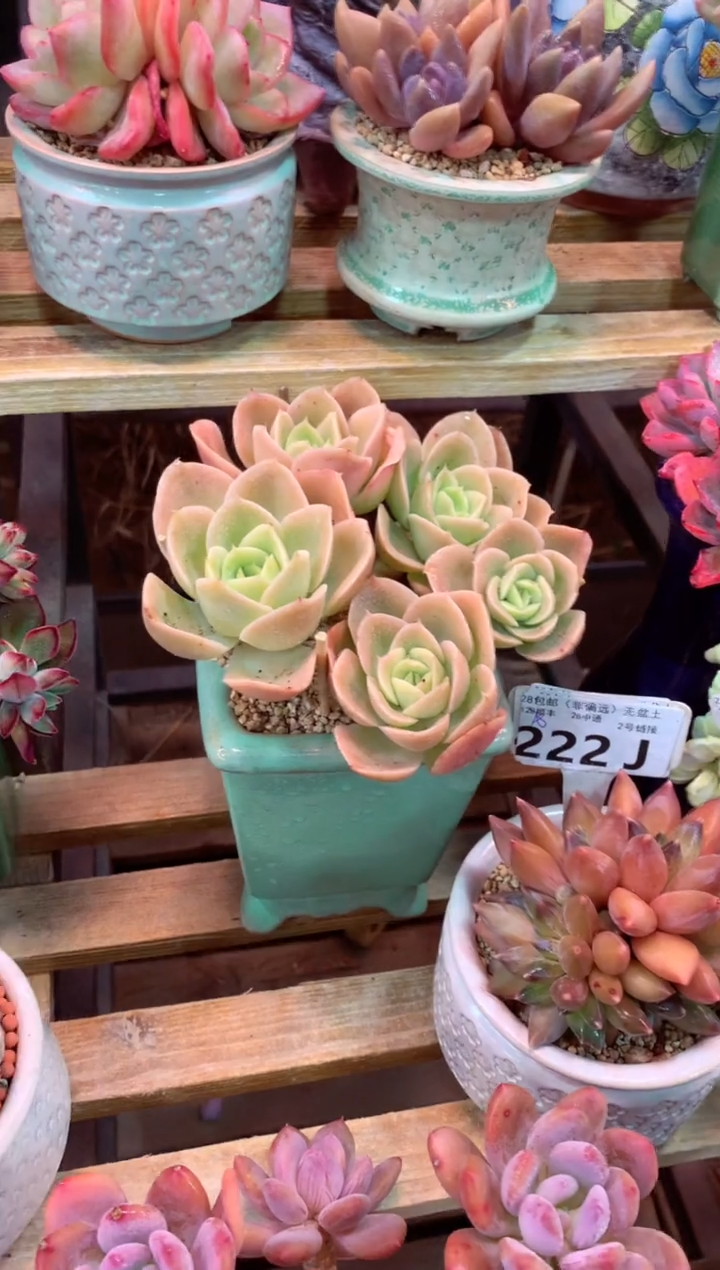 221J（一物一拍，精品多肉，w所见即所得 ）