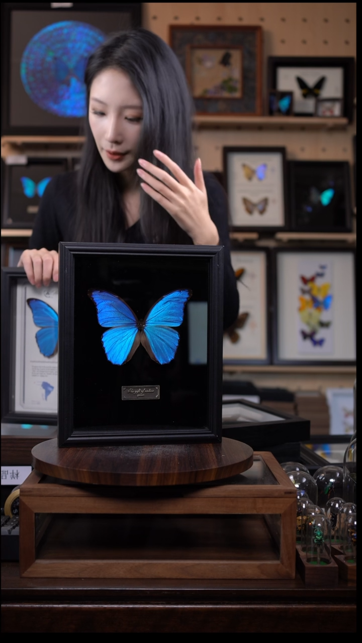 大蓝闪蝶黑绒底版10寸欧式框（带证书）