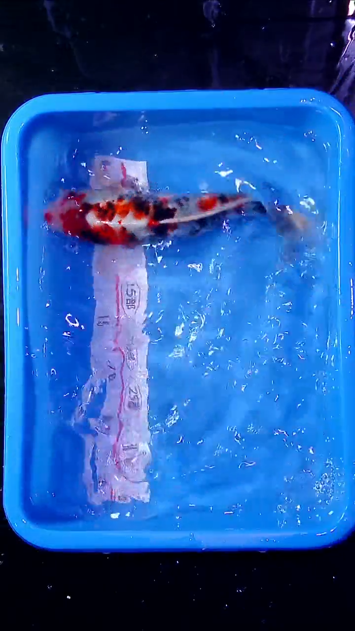 锦鲤直播间菁选 对版发货 20