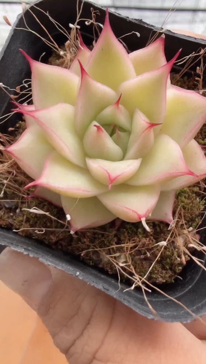 东云多肉园二店-124