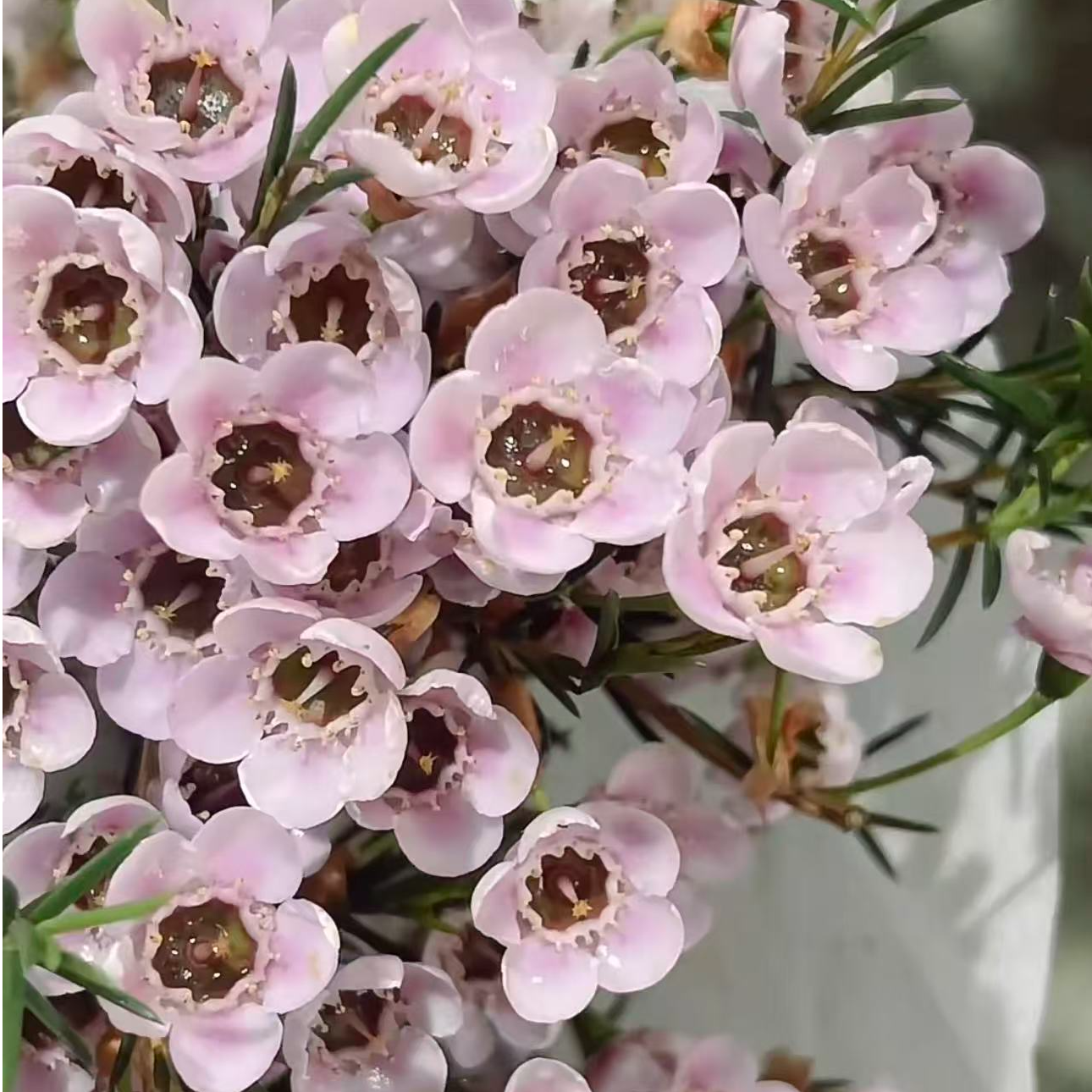 【陌上花开】牛魔王粉大花腊梅-草花  