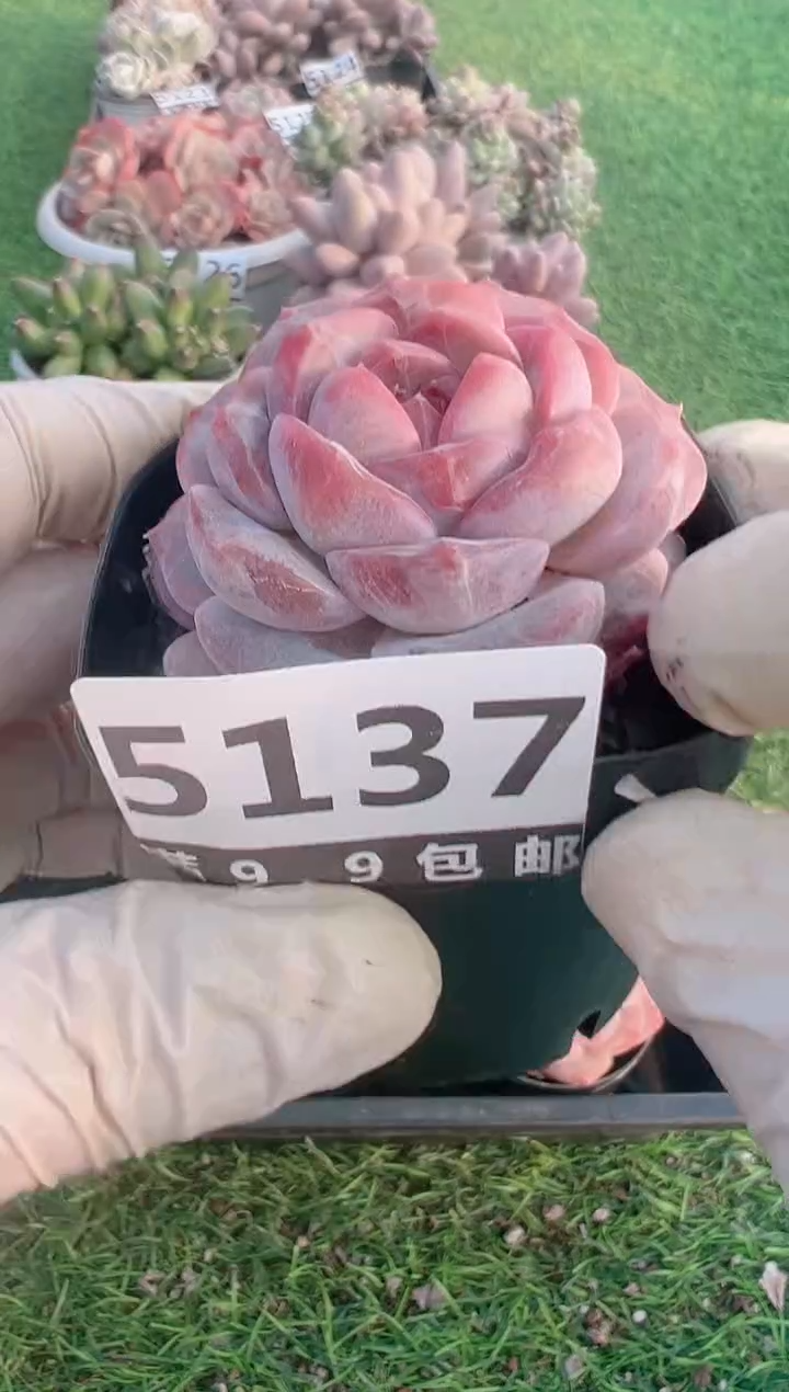 【闪购商品】信福多肉一物一拍