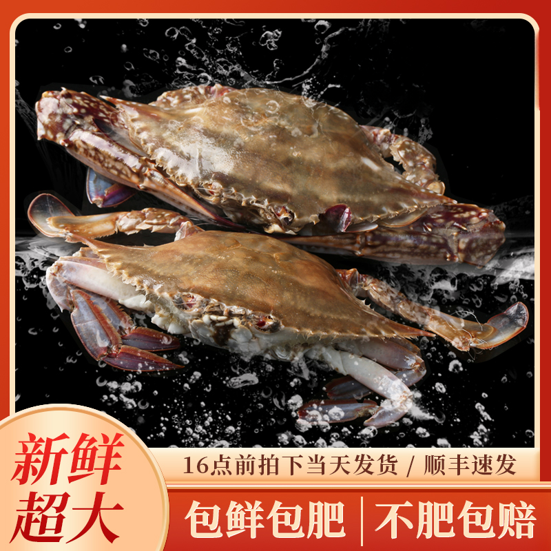 舟山梭子蟹7两/只超级巨无霸螃蟹公蟹【冻蟹】到手5只3斤半