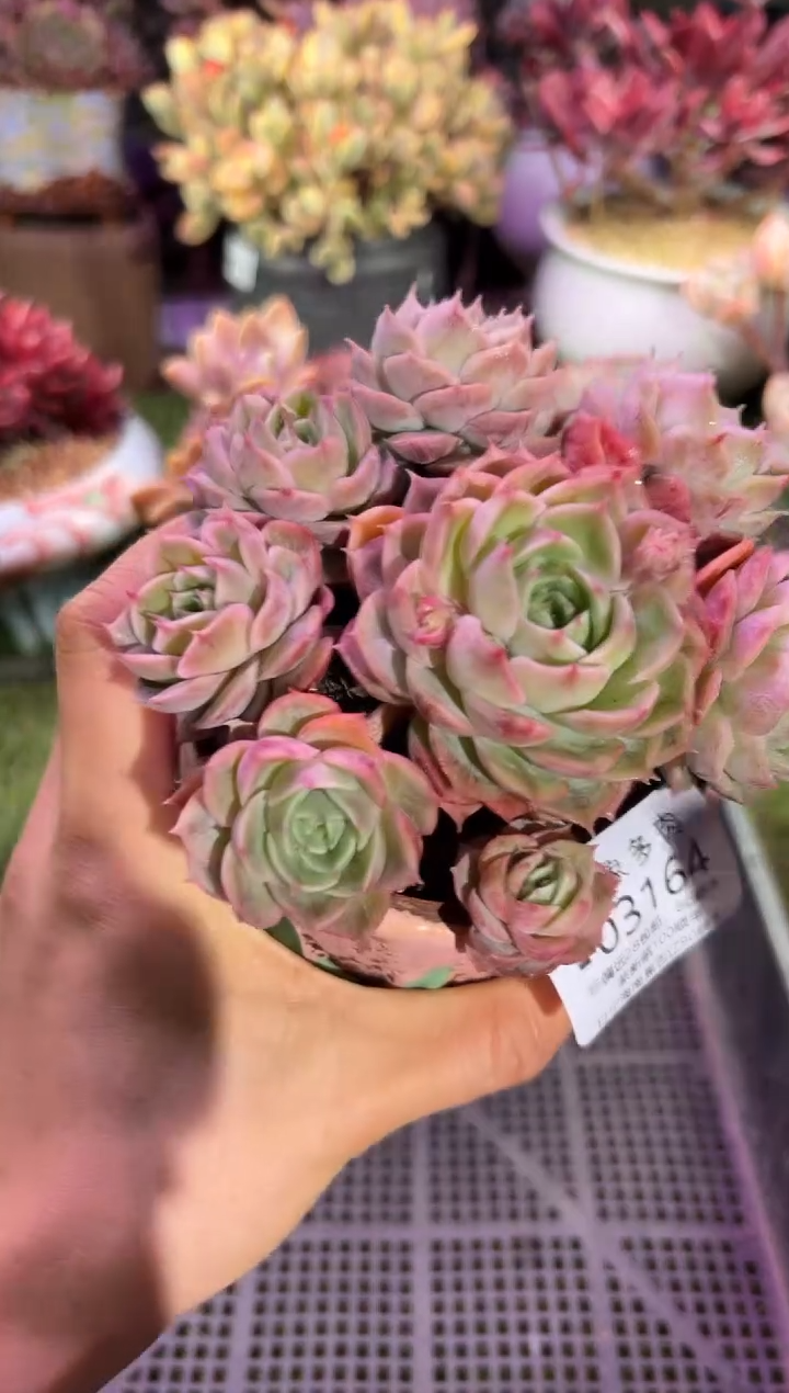 【闪购商品】03164