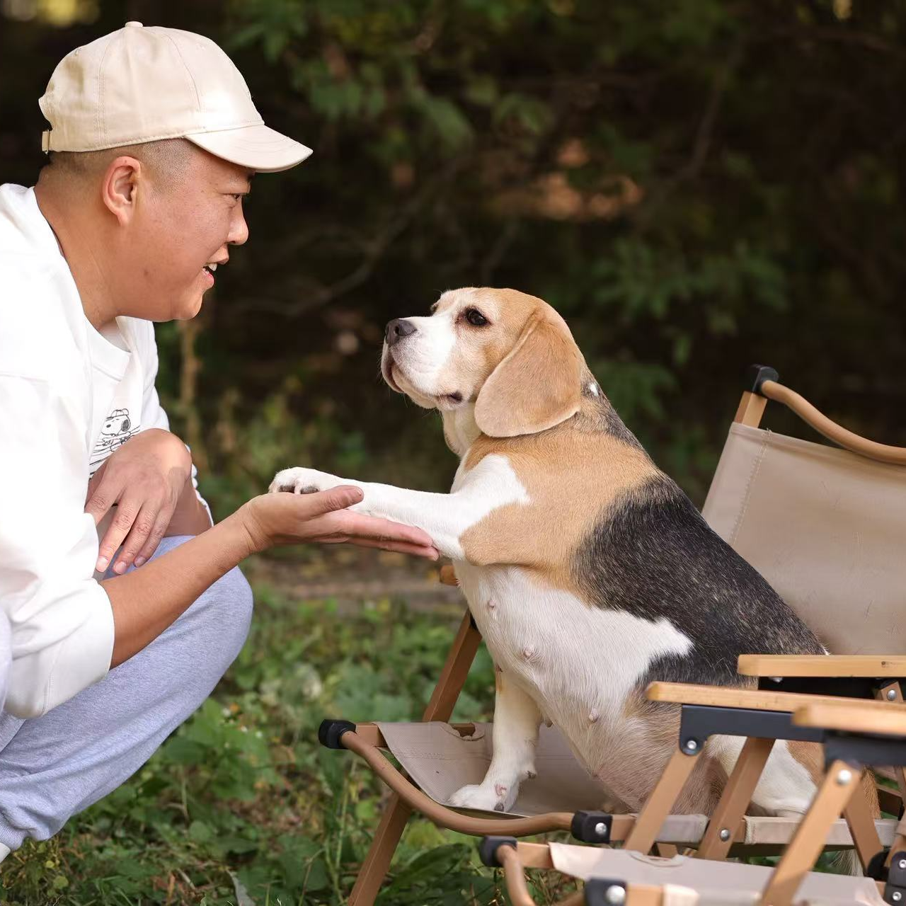 【蜜斗斗比格犬 CKU( 会员犬舍】精品比格犬