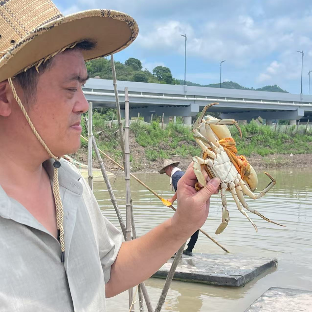 【6号现称链接】自家外海塘养的正宗浙江三门青蟹海鲜包肥保活顺丰