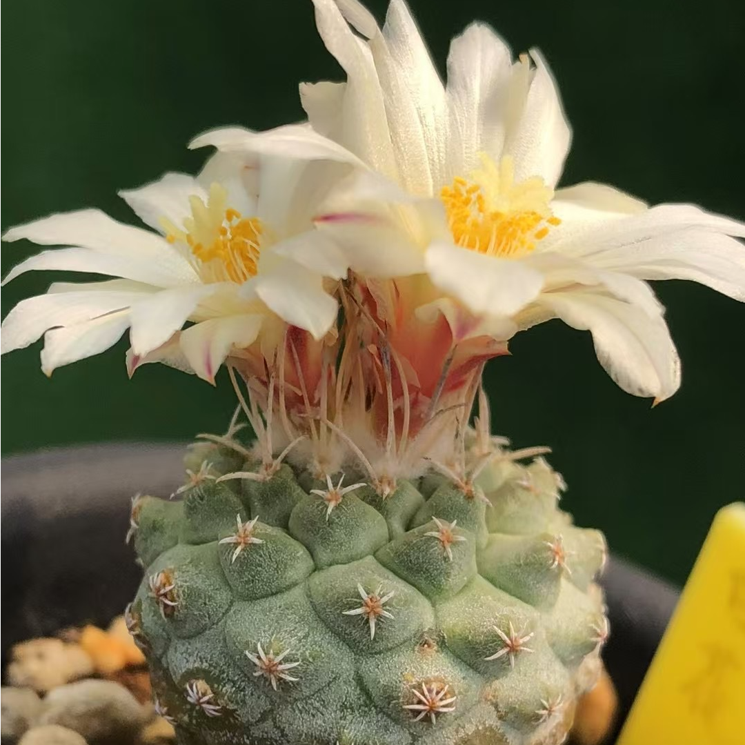 （菊水）仙人球开花局美皮实好养多肉植物广东可以露养实生