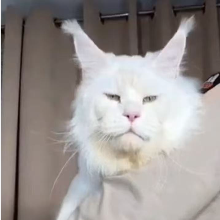 缅因猫（猫舍全年龄段公母全颜色）定金和全款