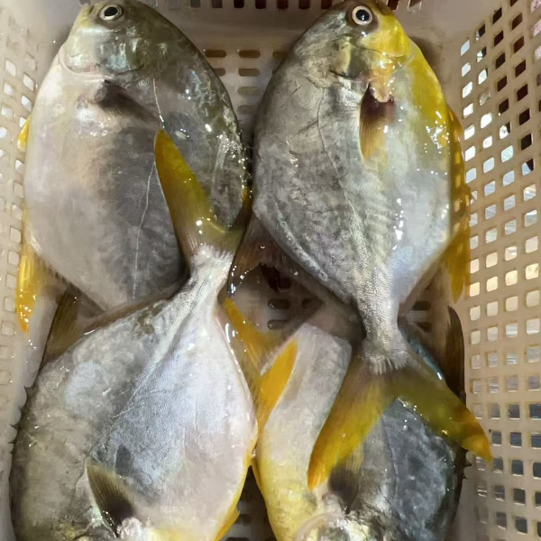湛江野生金鲳 鱼速冻发货【默认帮杀】