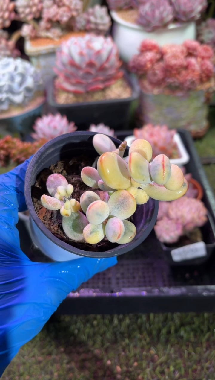 【闪购商品】04585