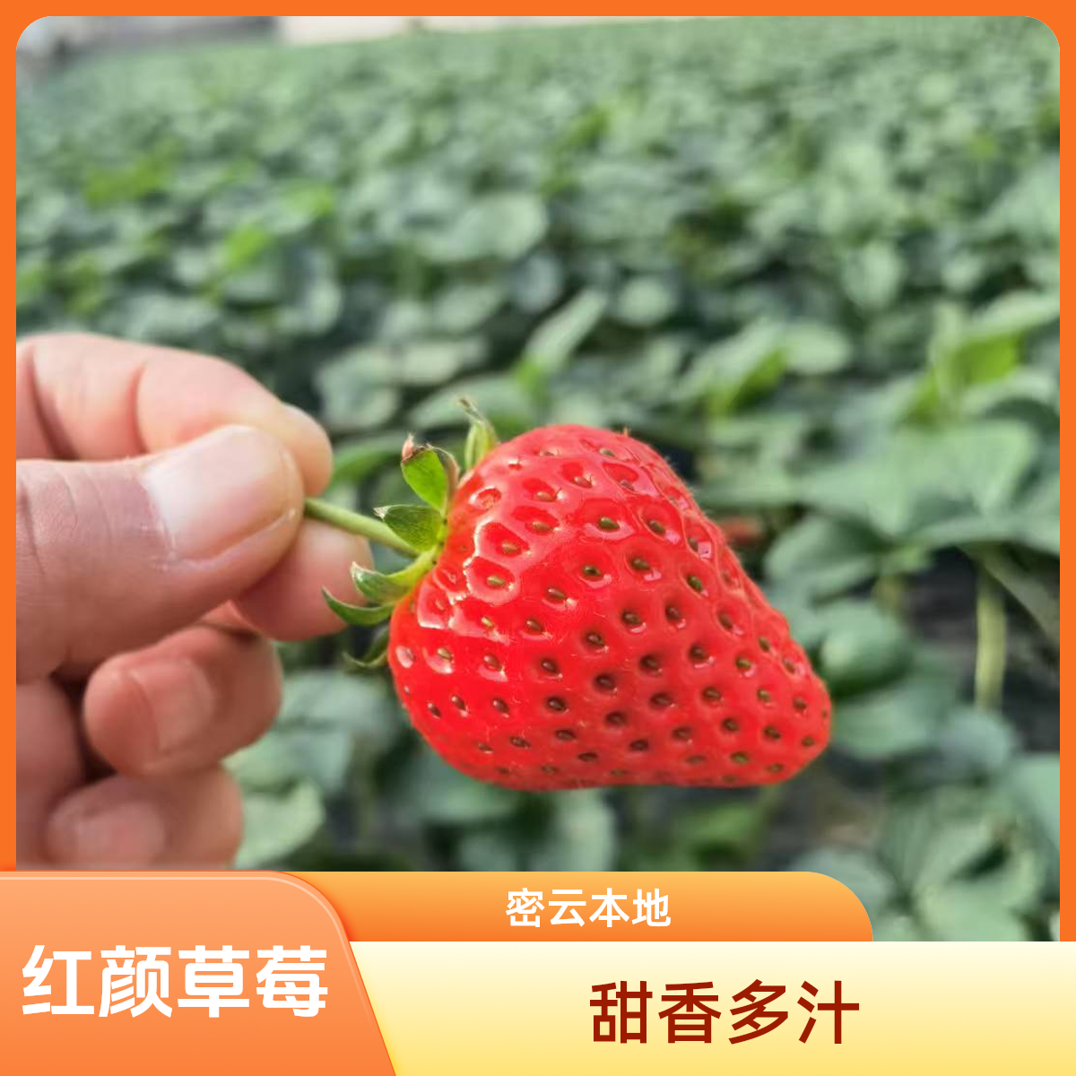 【红颜草莓】密云本地奶油草莓红颜草莓久久草莓