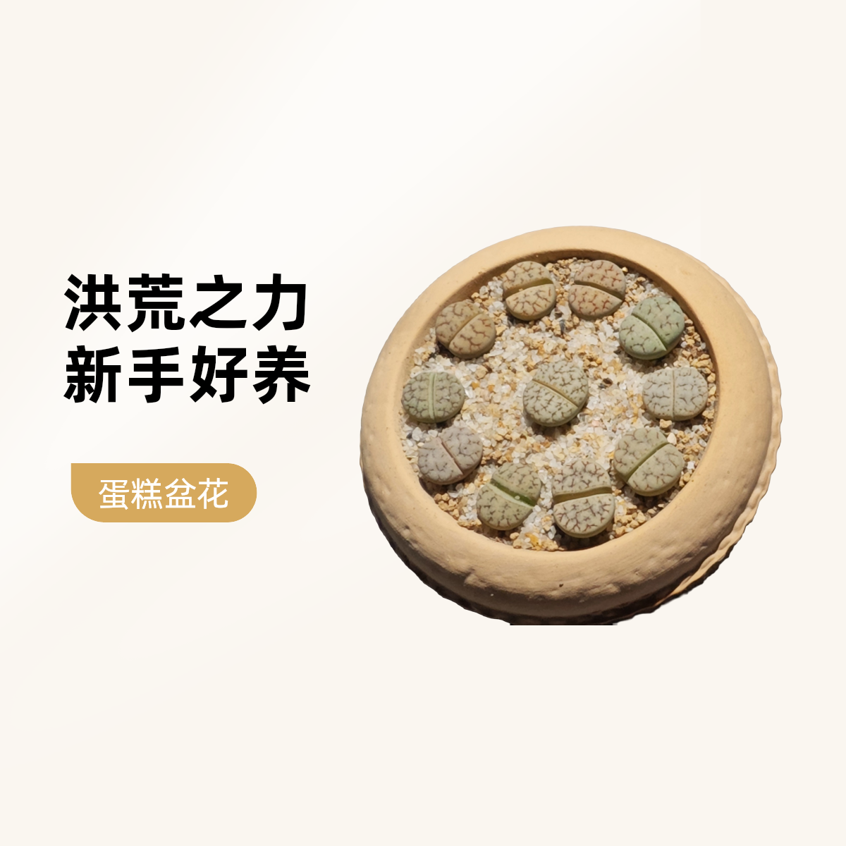 洪荒之力-荒玉生石花蛋糕盆新手好养套餐