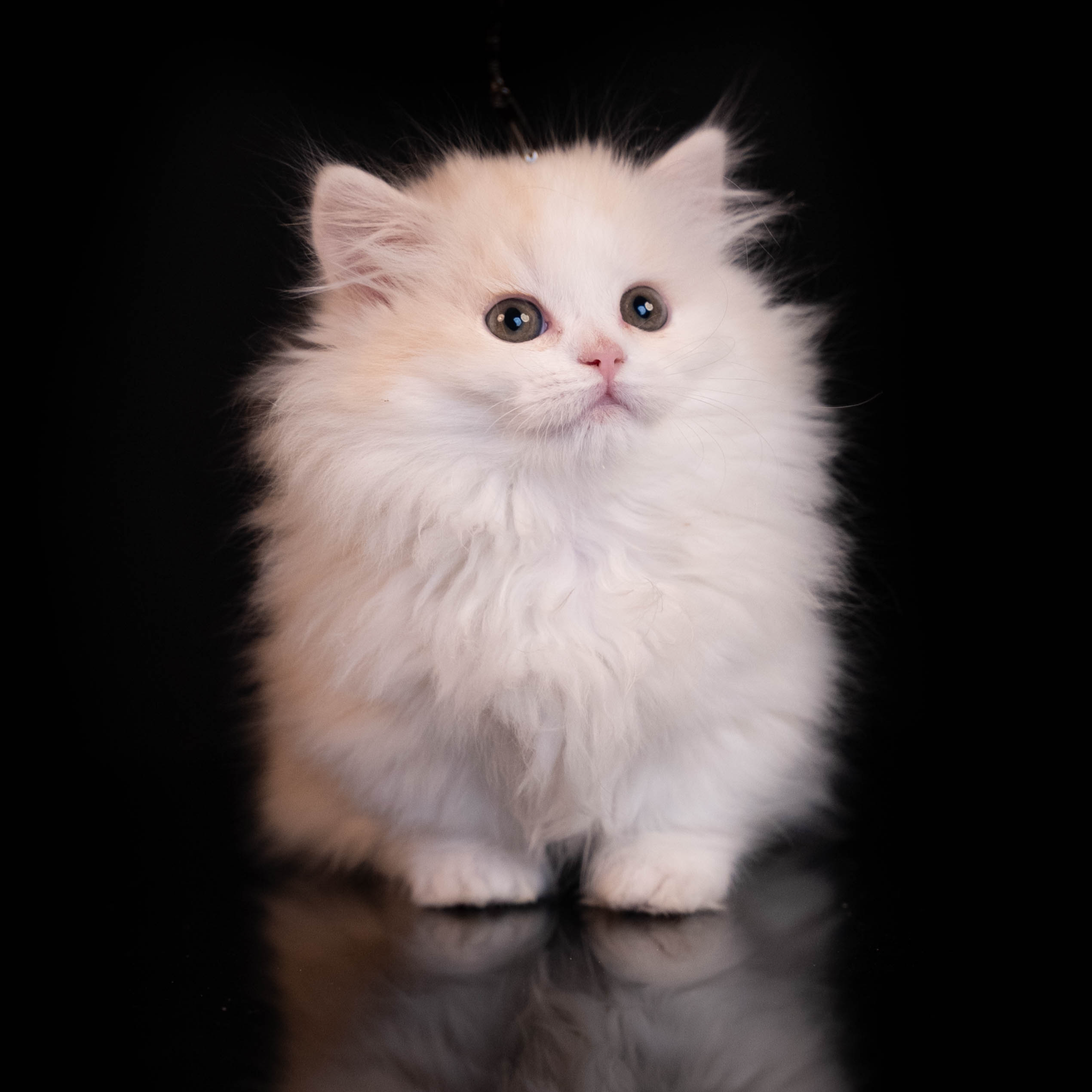 【大脸猫舍】全品类猫咪活体链接
