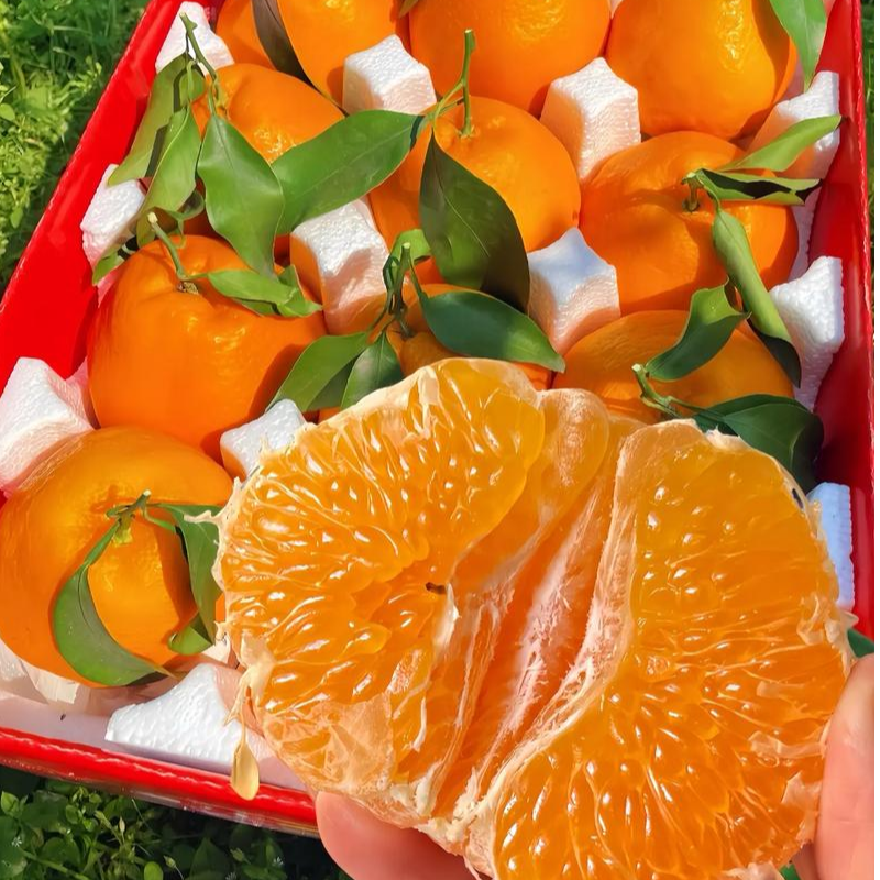 {商超品质}正宗四川眉山春见耙耙柑新鲜现摘现发水果香甜爆汁W