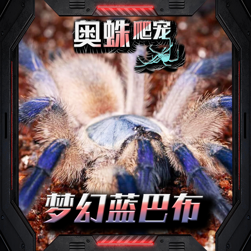 梦幻蓝巴布宠物蜘蛛可群养蜘蛛新手入门系列巴布入门系列宠物蜘蛛