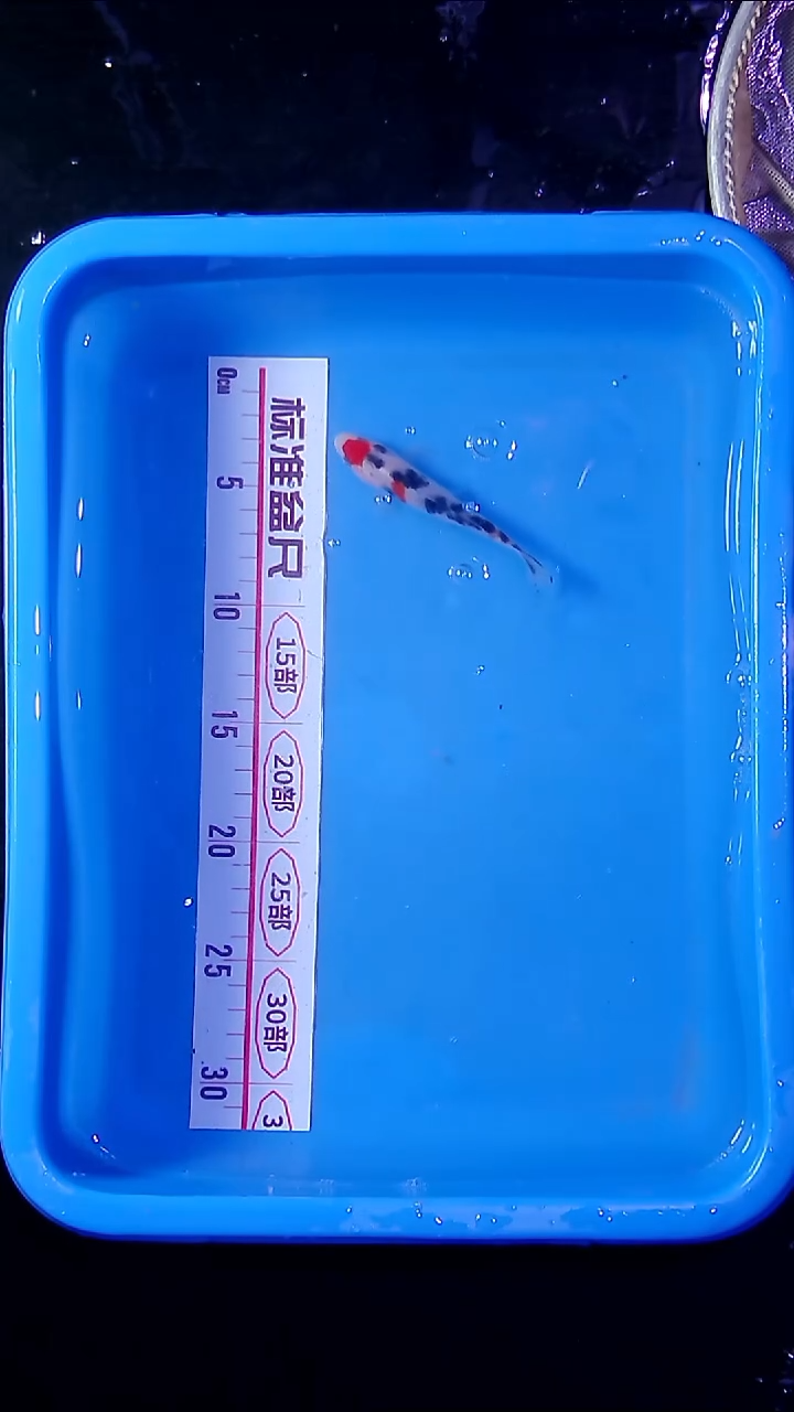 锦鲤直播间菁选 对版发货 14号