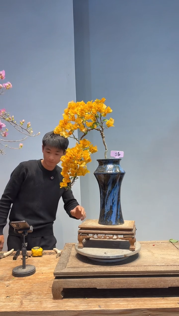 以实际为准三角梅56