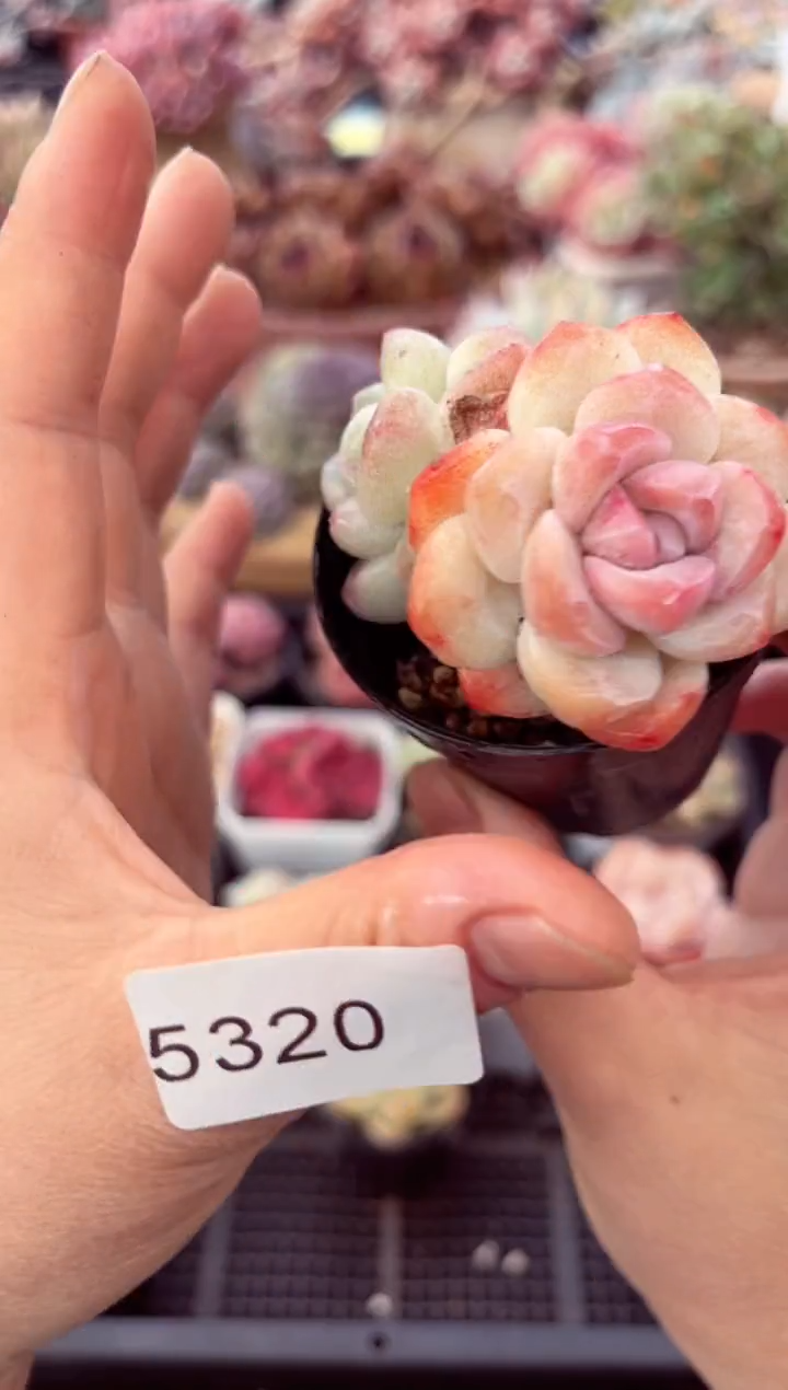 【闪购商品】5320双头冰玉石化多肉
