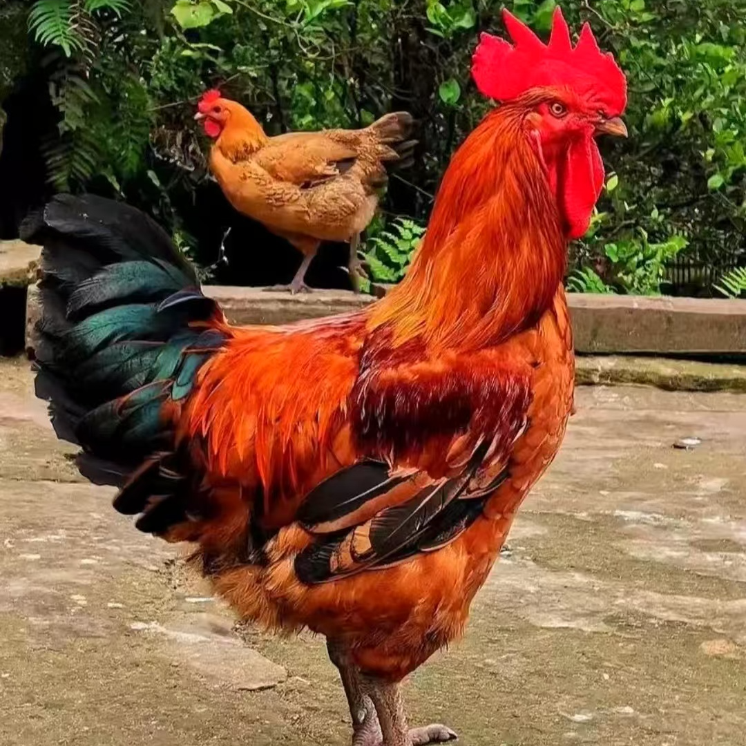 【12支】宠物鸡 半大九斤红  宠物九斤鸡仔