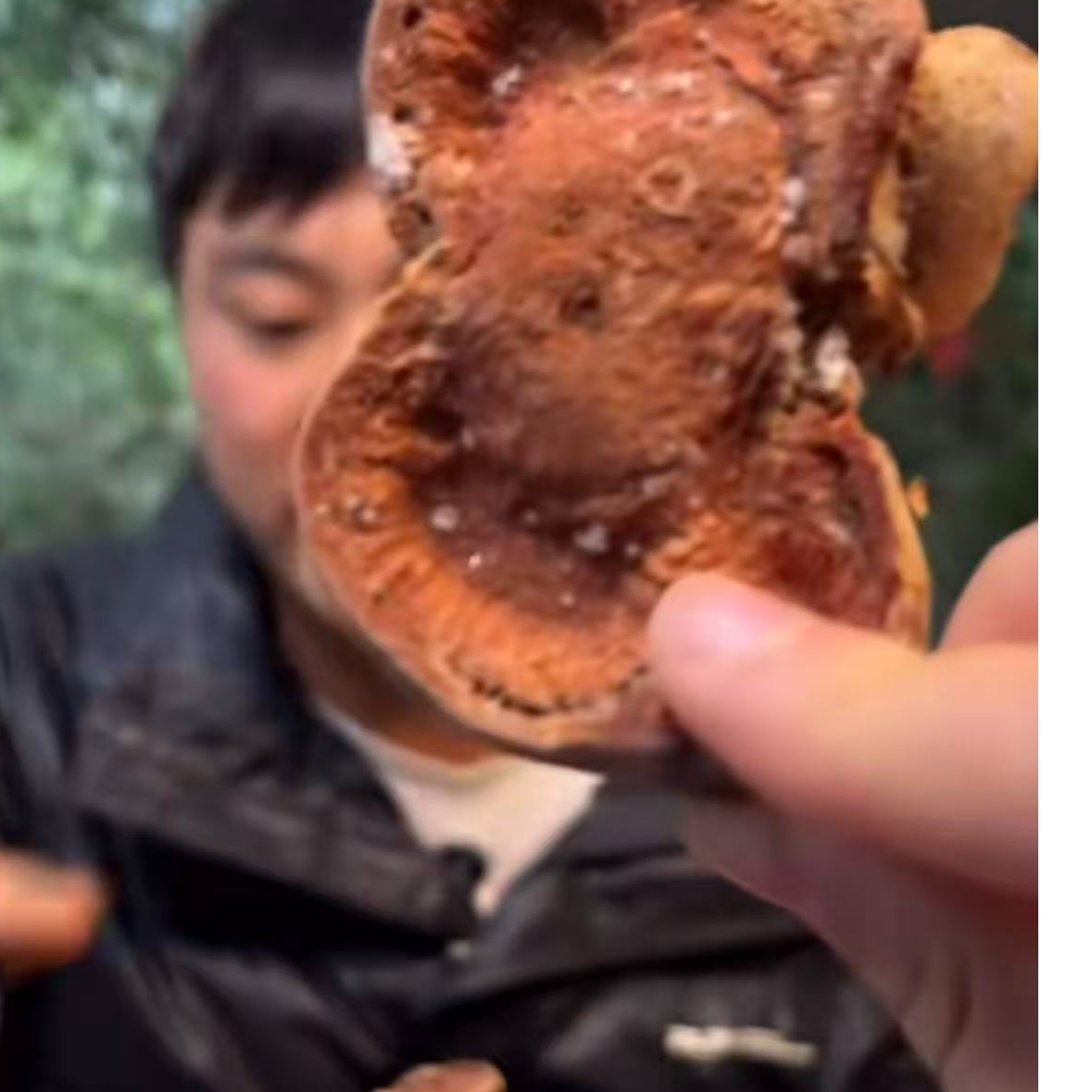 中南边境好物--紫衫纯包